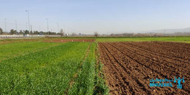 ​سند نسقی چیست؟